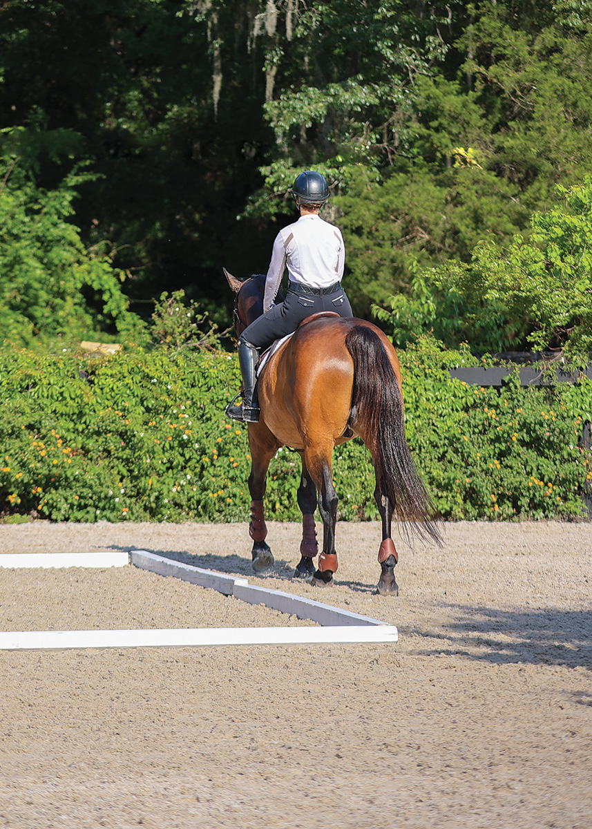 An exercise for a horse's hindquarter engagement.