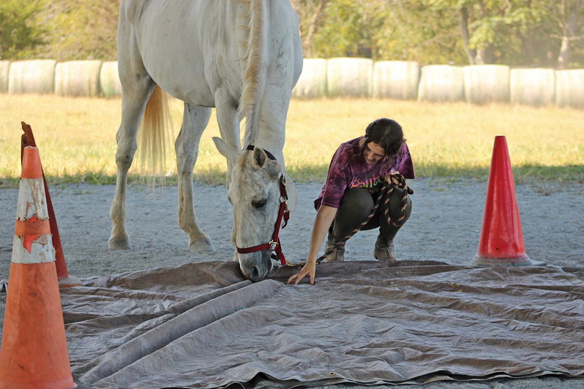 Allowing a gray gelding to become familiar with a tarp on the ground.