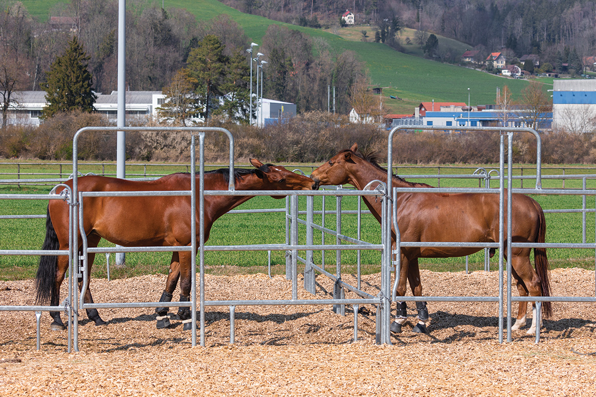 Two bays socializing with each other through the fence