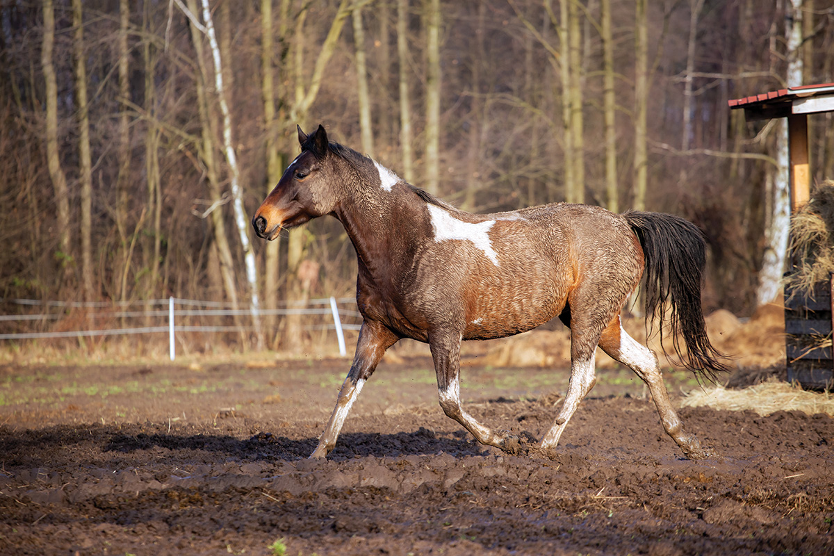 A pinto jogging in a muddy field.