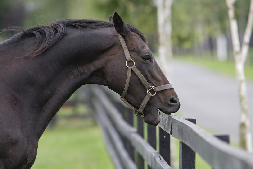 View of Cribbing Solutions - Horse Illustrated