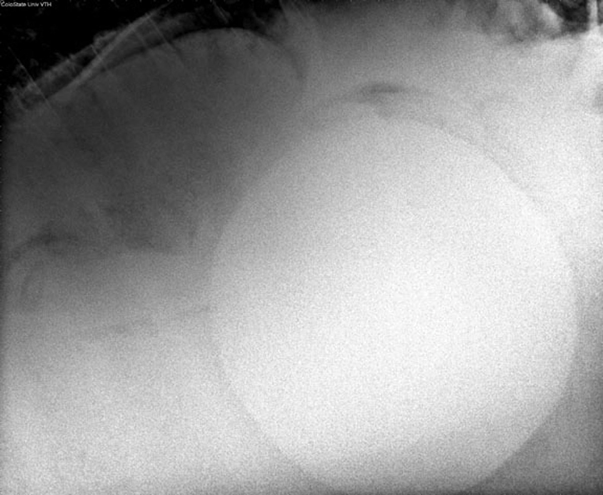 An abdominal radiograph showing the presence of a large enterolith.