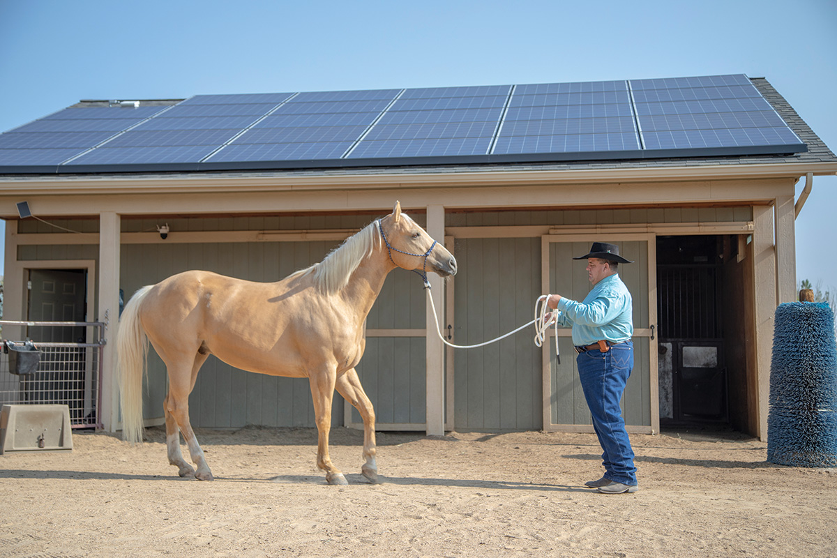 Mike Brashear working with a palomino.