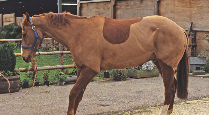 A horse with severe laminitis or founder rocking back