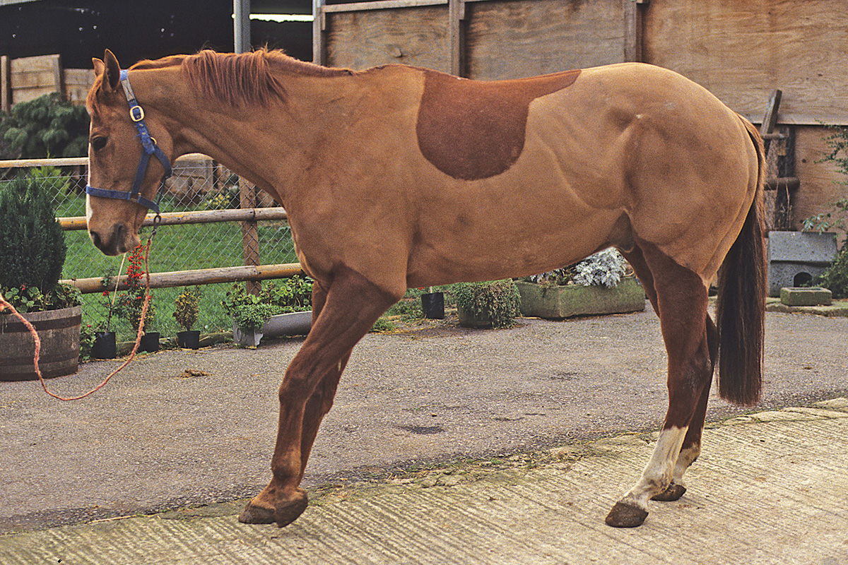 A horse with severe laminitis or founder rocking back