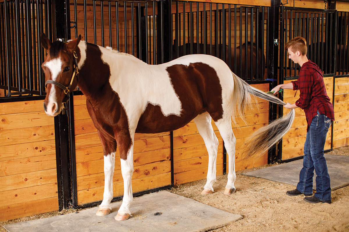 A woman brushes a pinto horse's tail