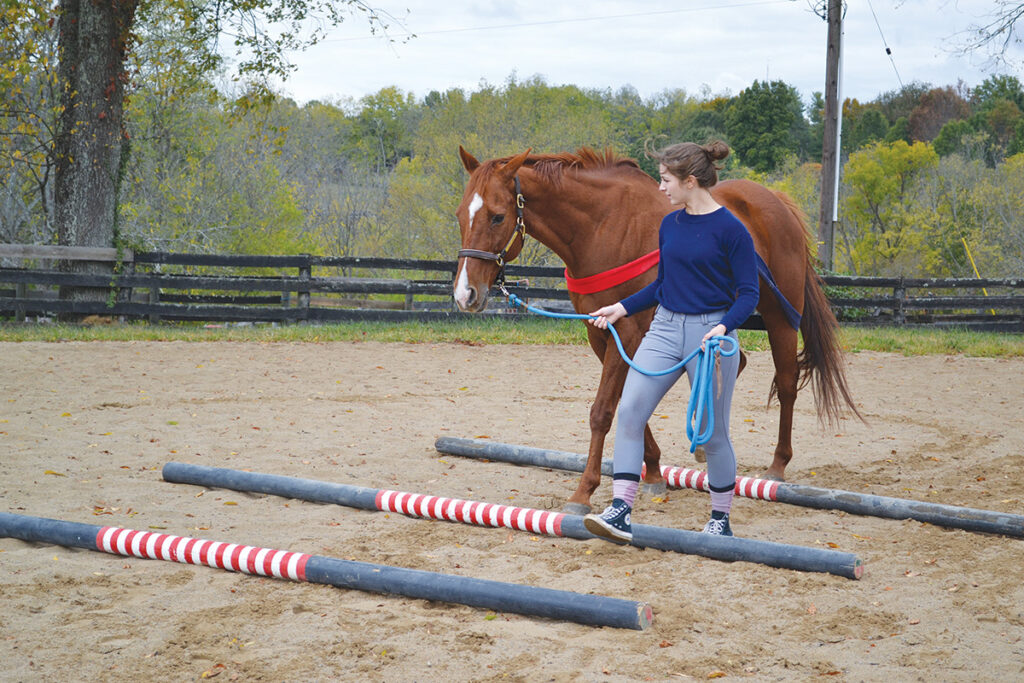 horse groundwork exercises