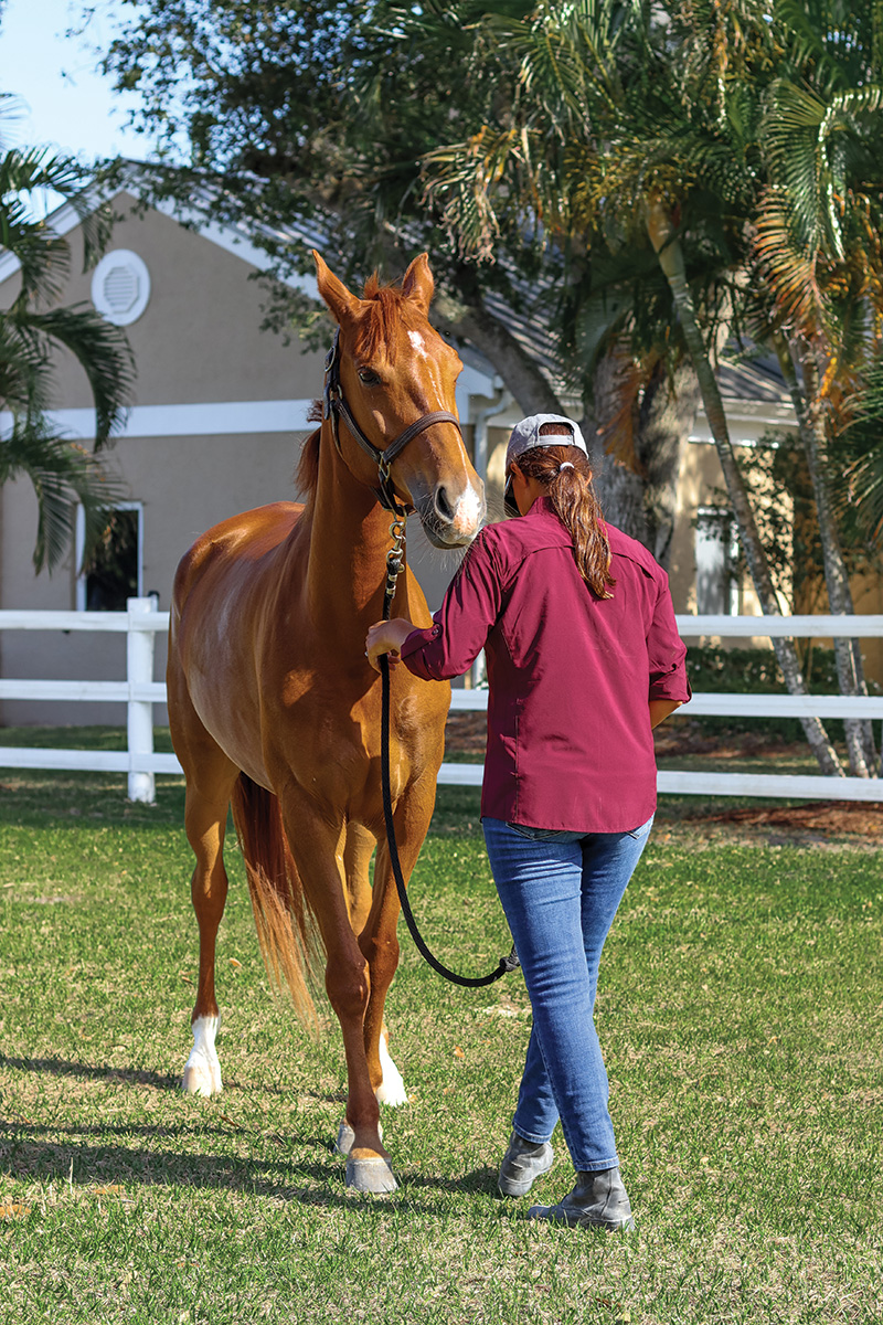 A woman practices groundwork exercises with a chestnut horse