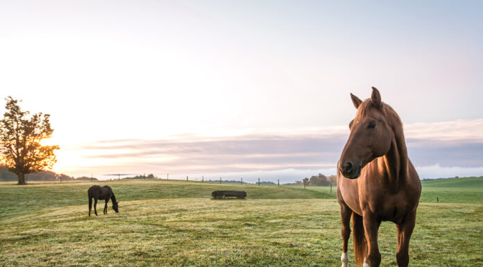 Thoroughbreds in a field at sunset