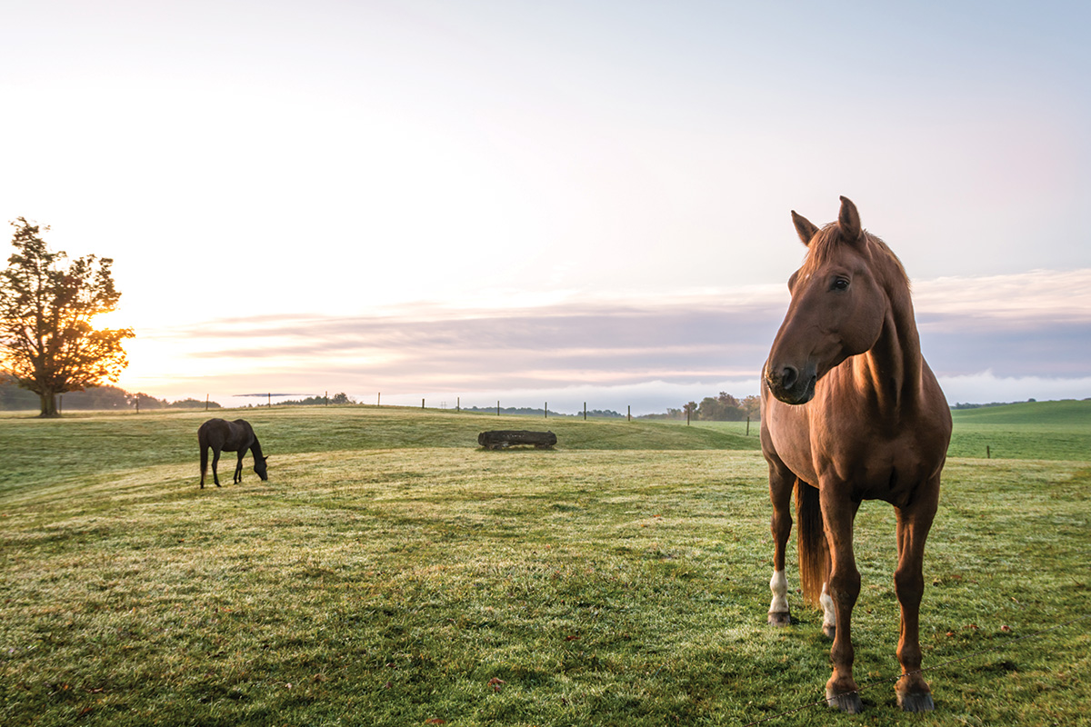 Thoroughbreds in a field at sunset