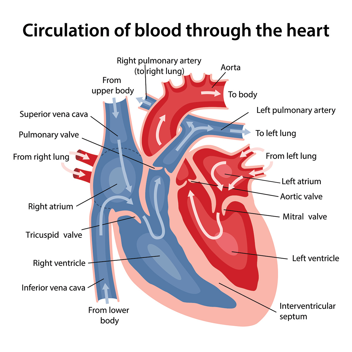 Graphic of circulation through the heart