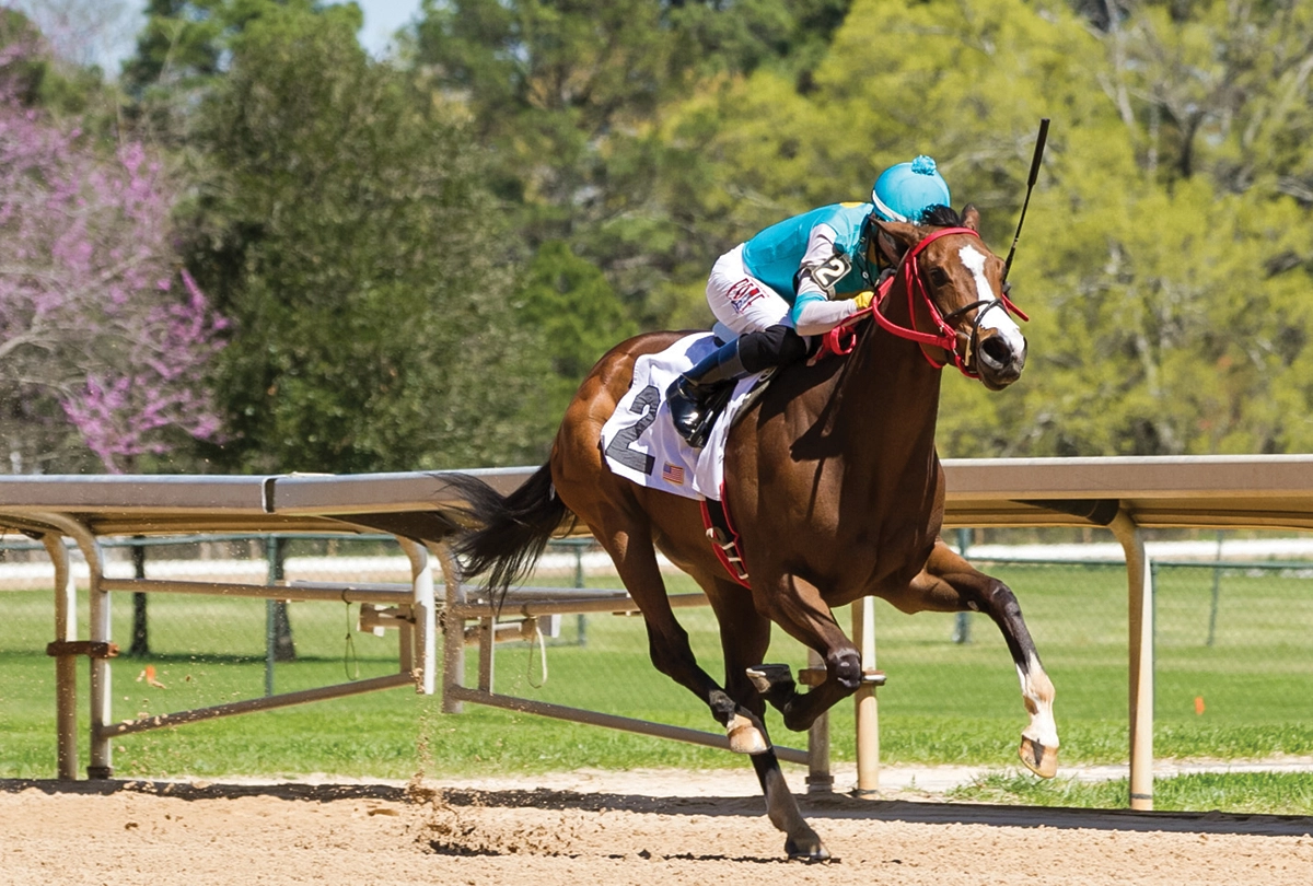 Horse racing at Oaklawn Park.