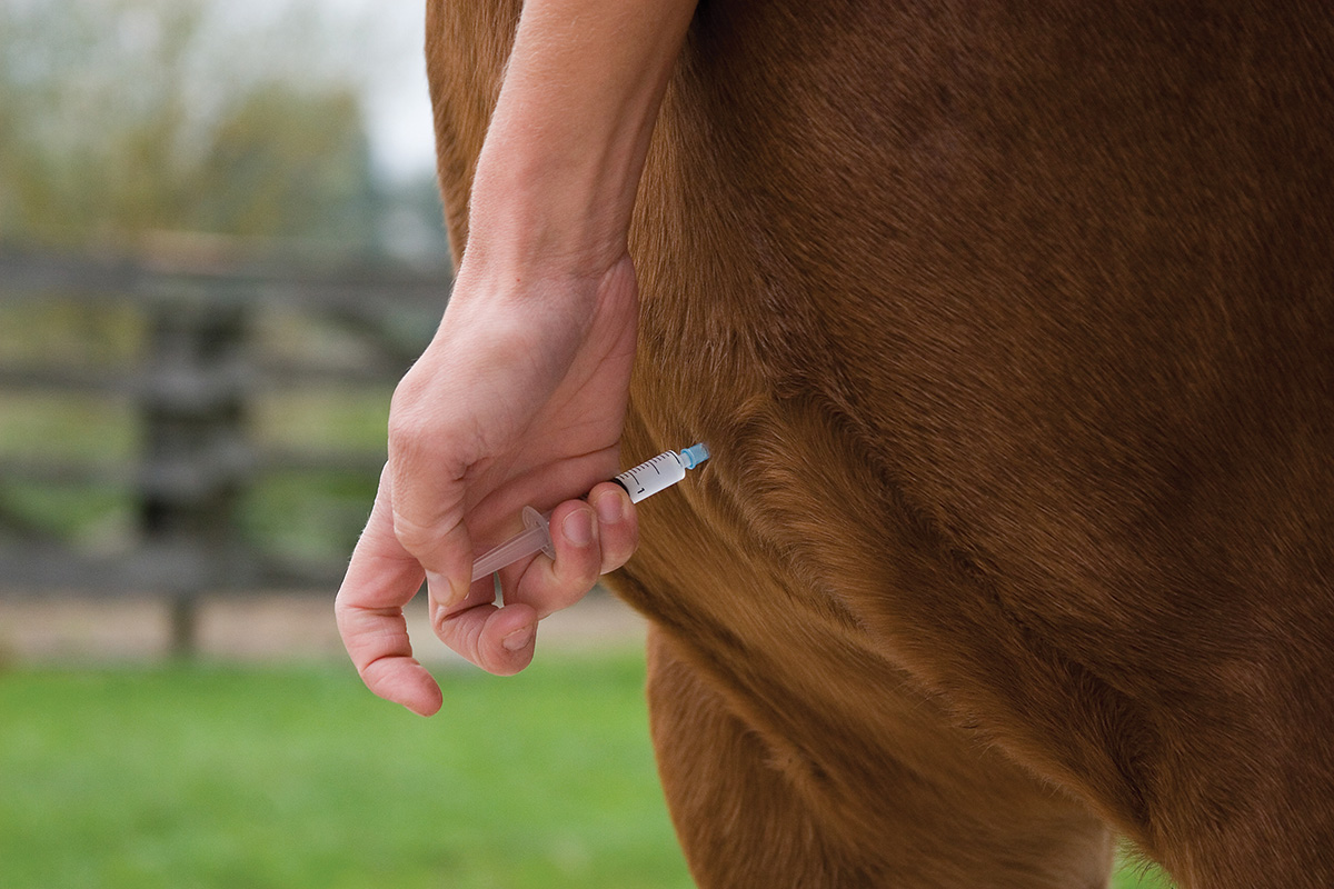 Giving a horse an intramuscular injection in the pectoral muscles