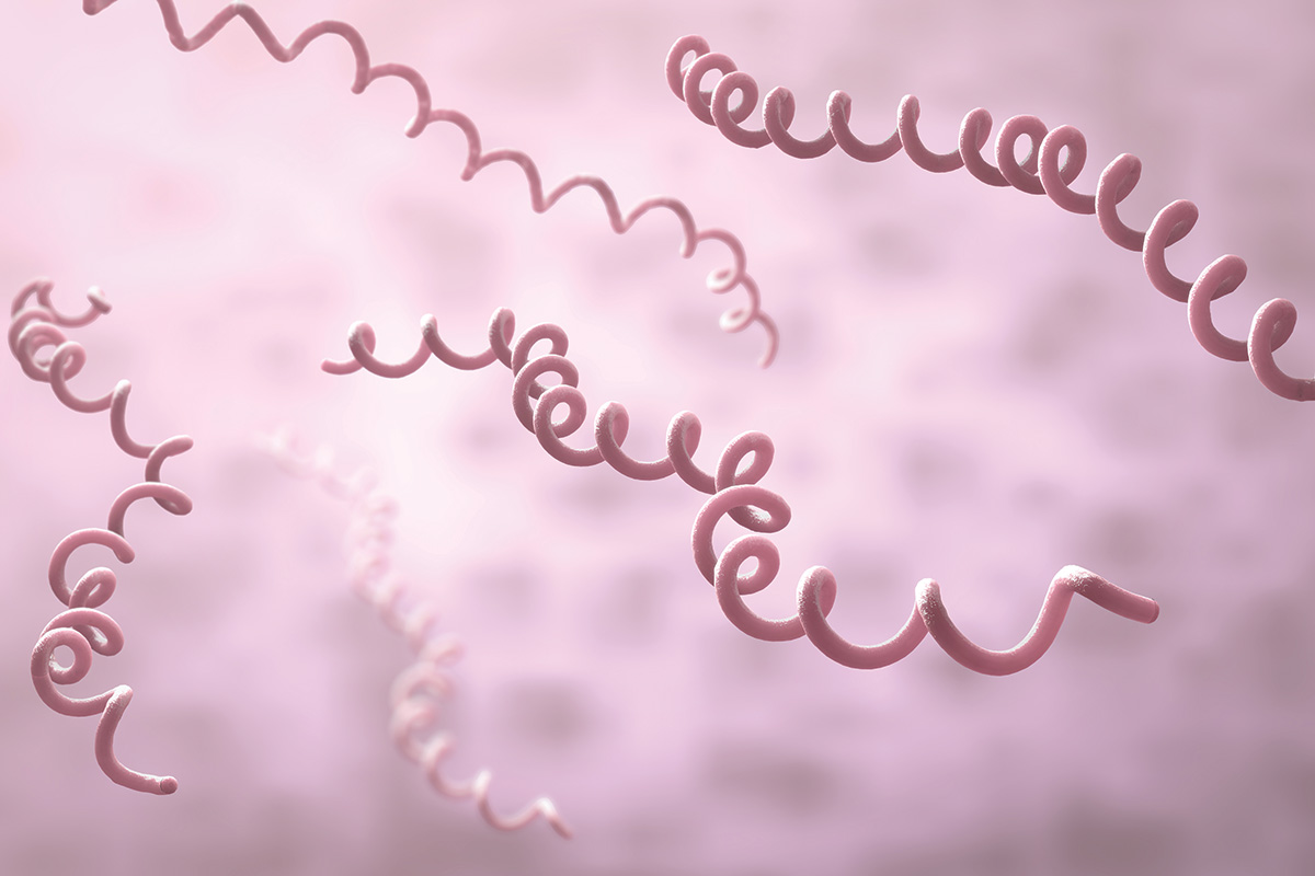 Borrelia burgdorferi, the infective organism that causes Lyme disease in humans, dogs, and horses.