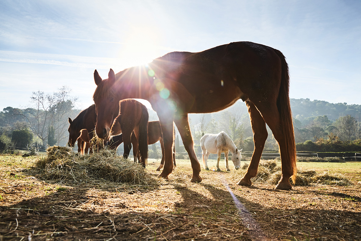 A rescue horse eating hay in the bright sun
