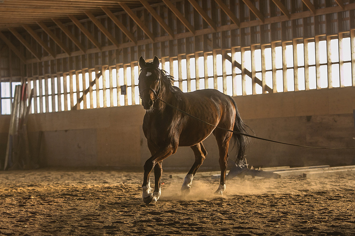 A horse jogging in a dusty arena, which can trigger respiratory diseases like equine asthma