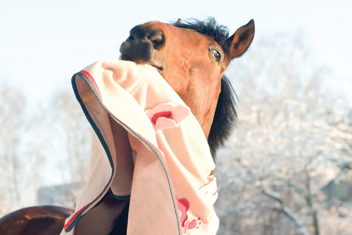 A pony playing with a blanket while holding it in its mouth