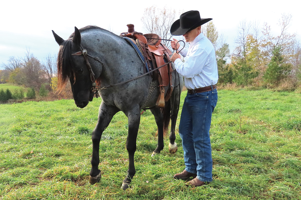 A trainer teaches a horse to stand still while mounting