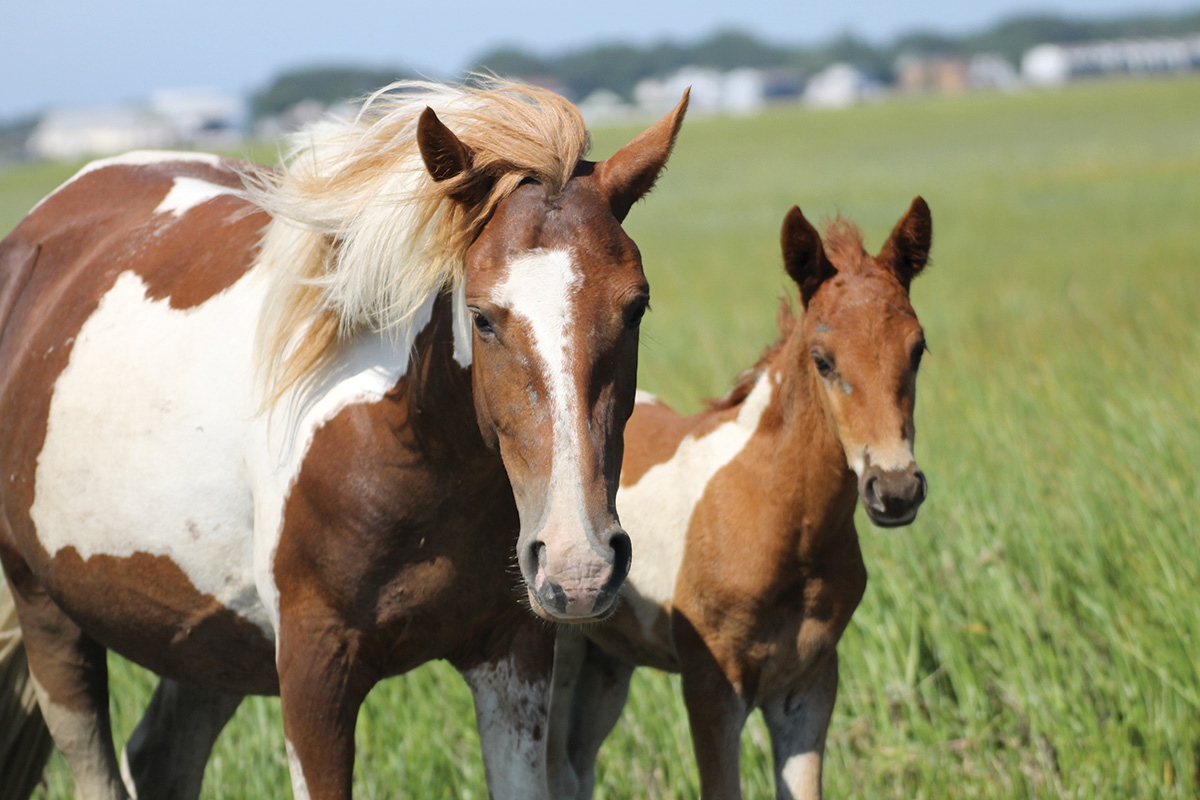 A Chincoteague Pony mare and foal