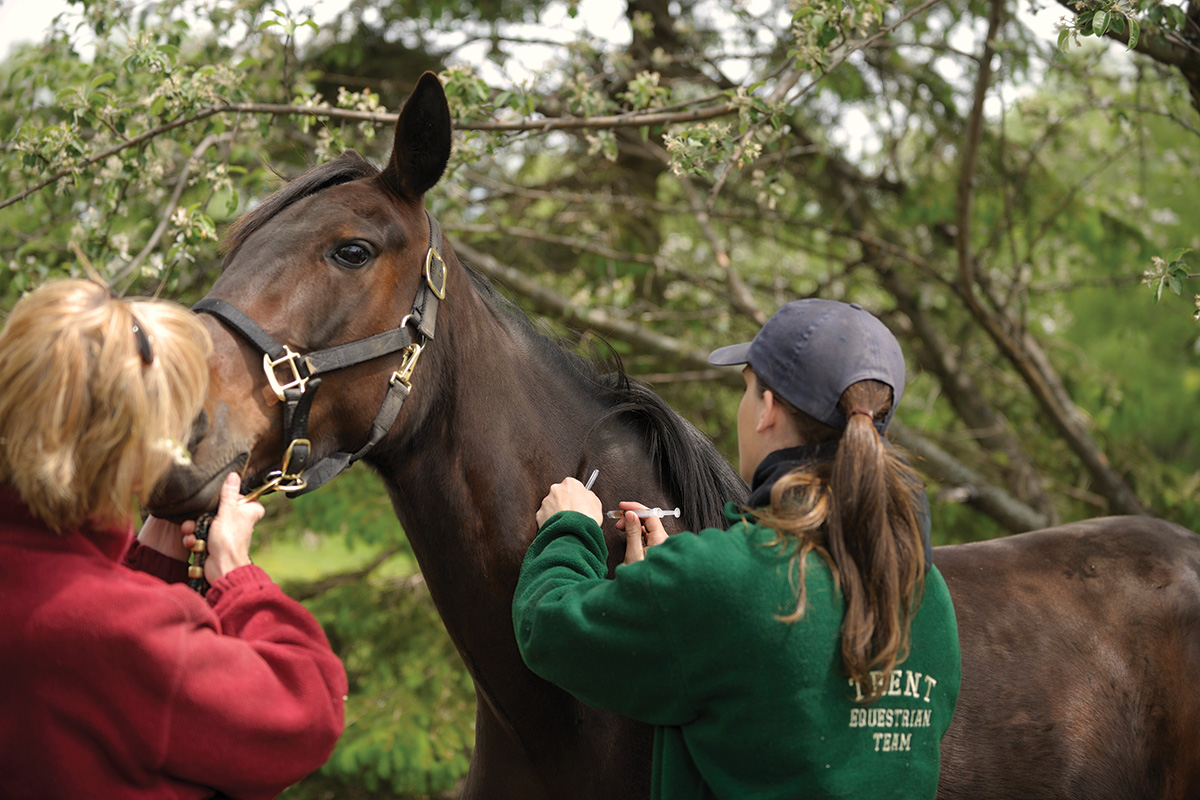 A horse receives a vaccination