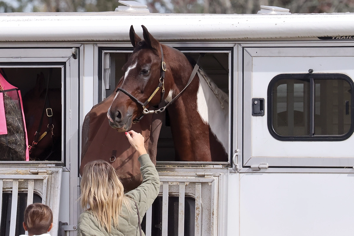 A girl petting a Pinto that's hanging its head out of a trailer at a rest stop.