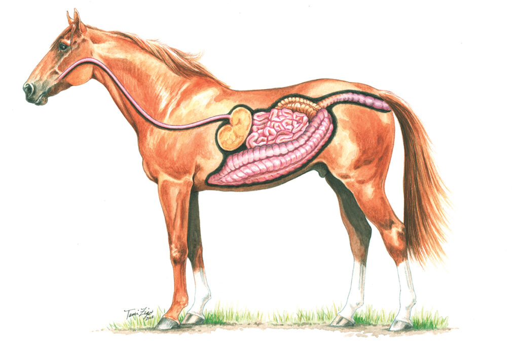 equine microbiome