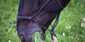 A horse grazing. A horse with insulin resistance, though, should be kept off grass.