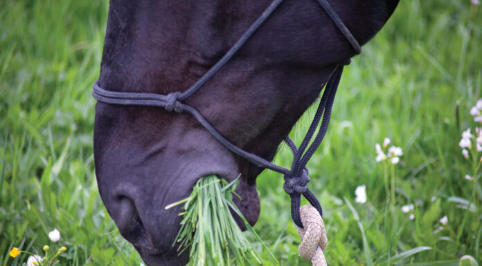 A horse grazing. A horse with insulin resistance, though, should be kept off grass.