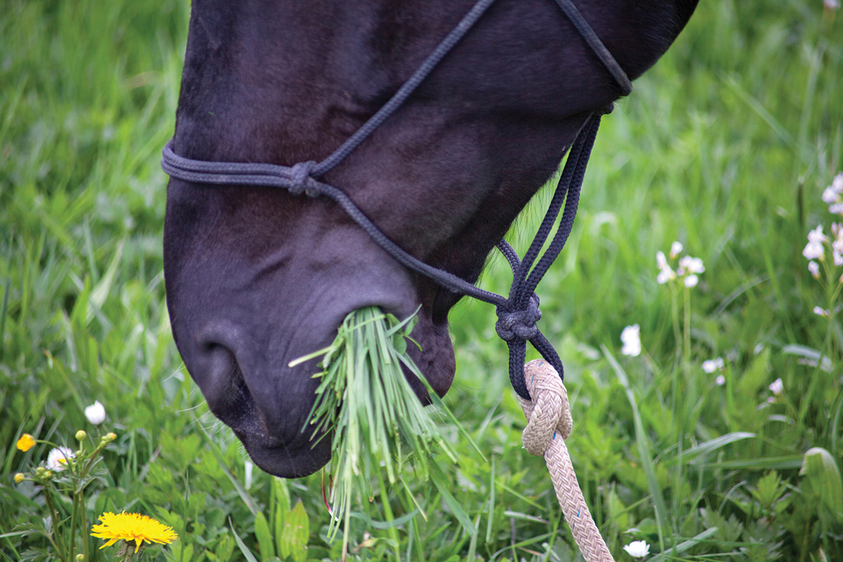 A horse grazing. A horse with insulin resistance, though, should be kept off grass.