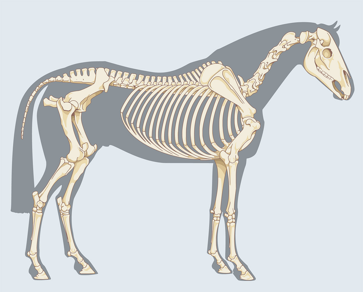 Graphic of a horse's skeleton