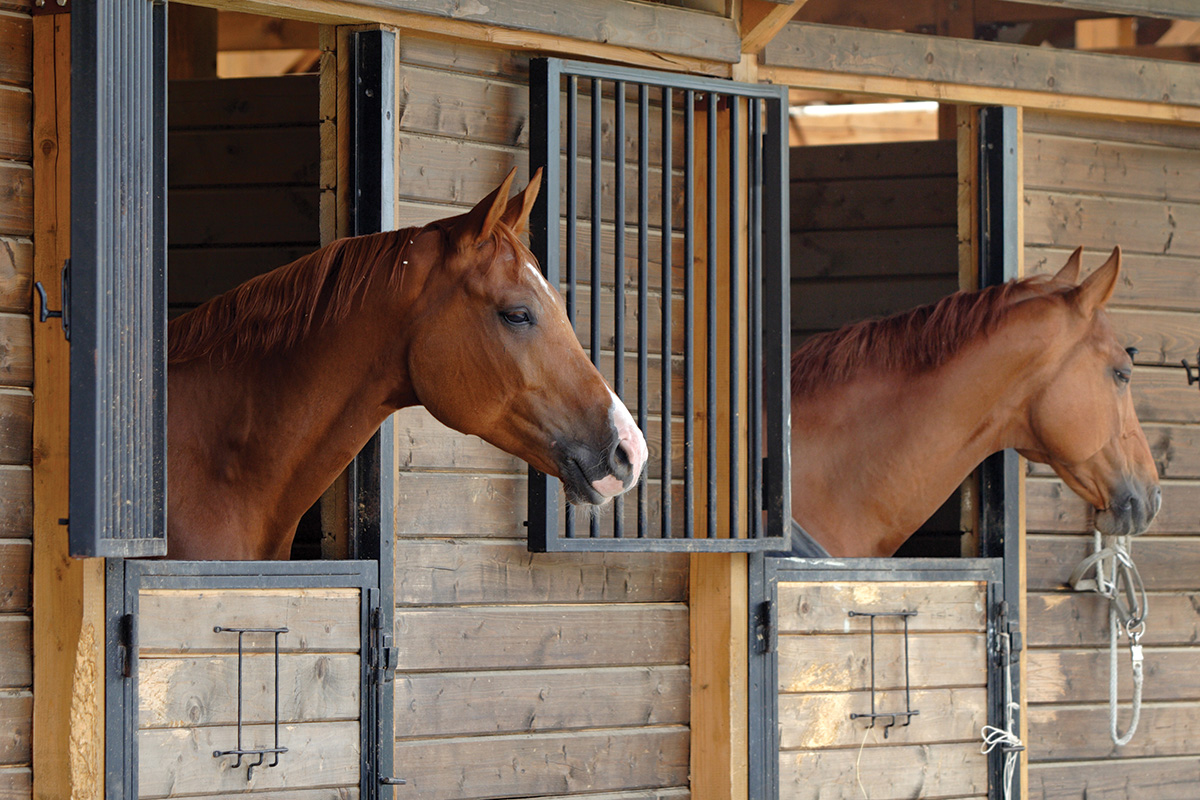 Horses in a barn