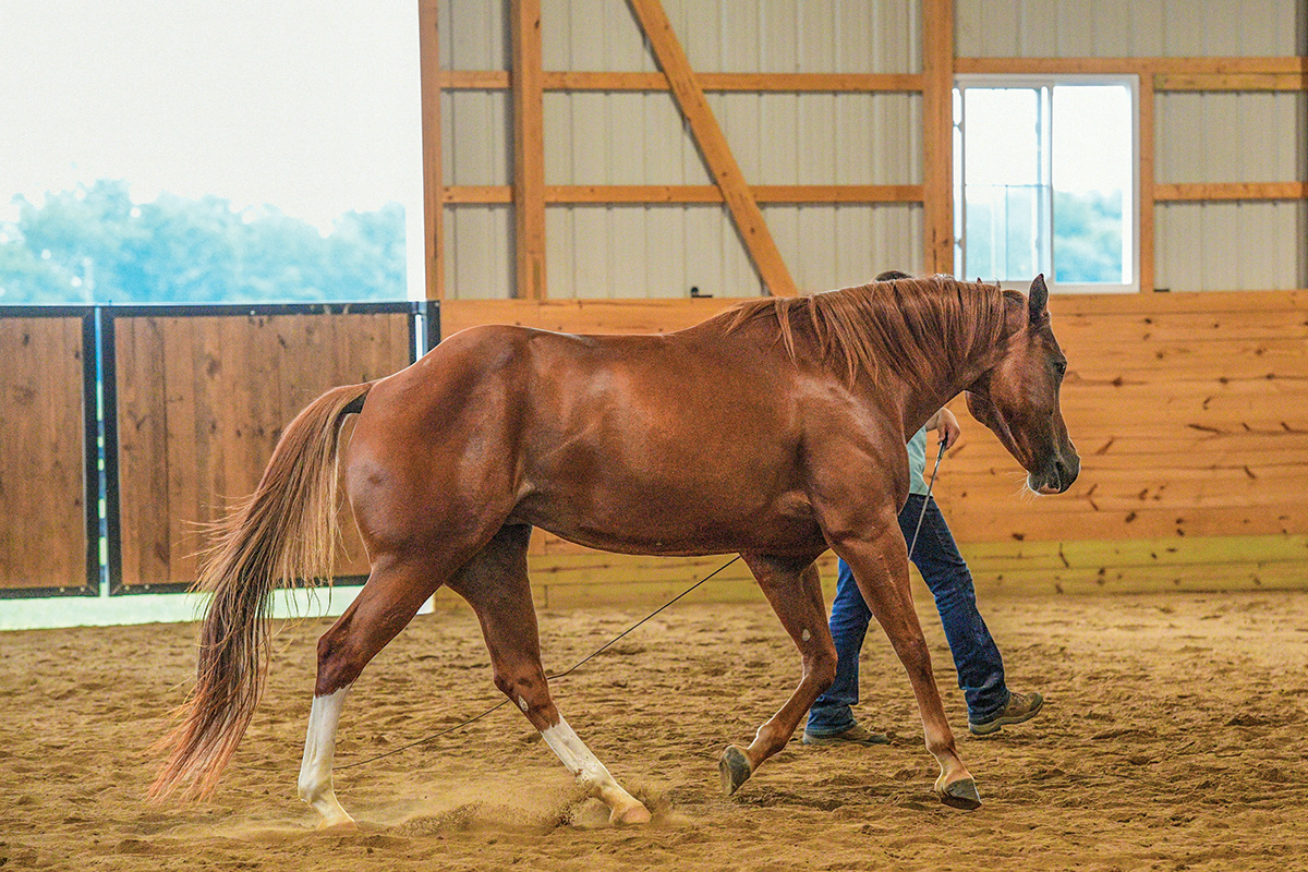 A sorrel horse follows a handler at a canter in an indoor arena