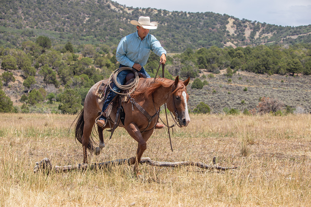 A rider trots his horse over a log