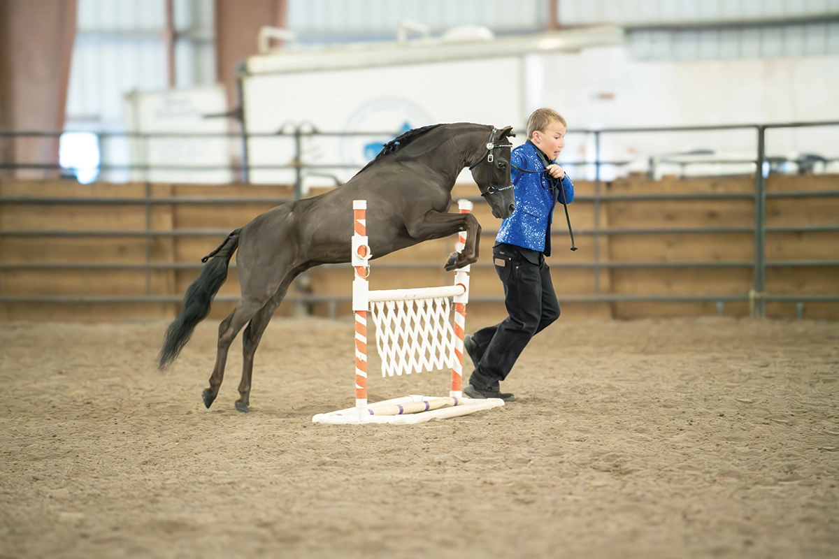 A Miniature Horse competing in an in-hand jumping class.