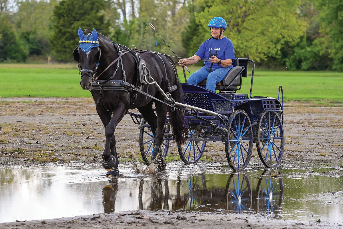 A driving horse crosses a puddle at the National Drive