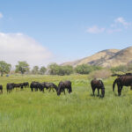 The Oak Creek horses herd