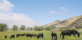 The Oak Creek horses herd
