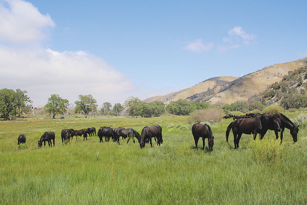 The Oak Creek horses herd