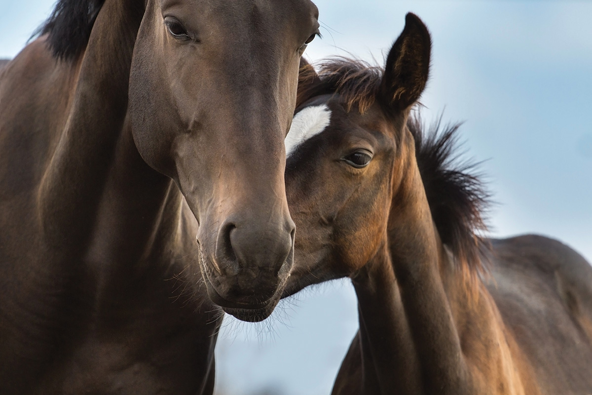 An orphan foal with an older horse buddy