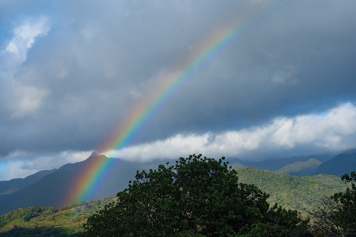 A rainbow over the jungle.