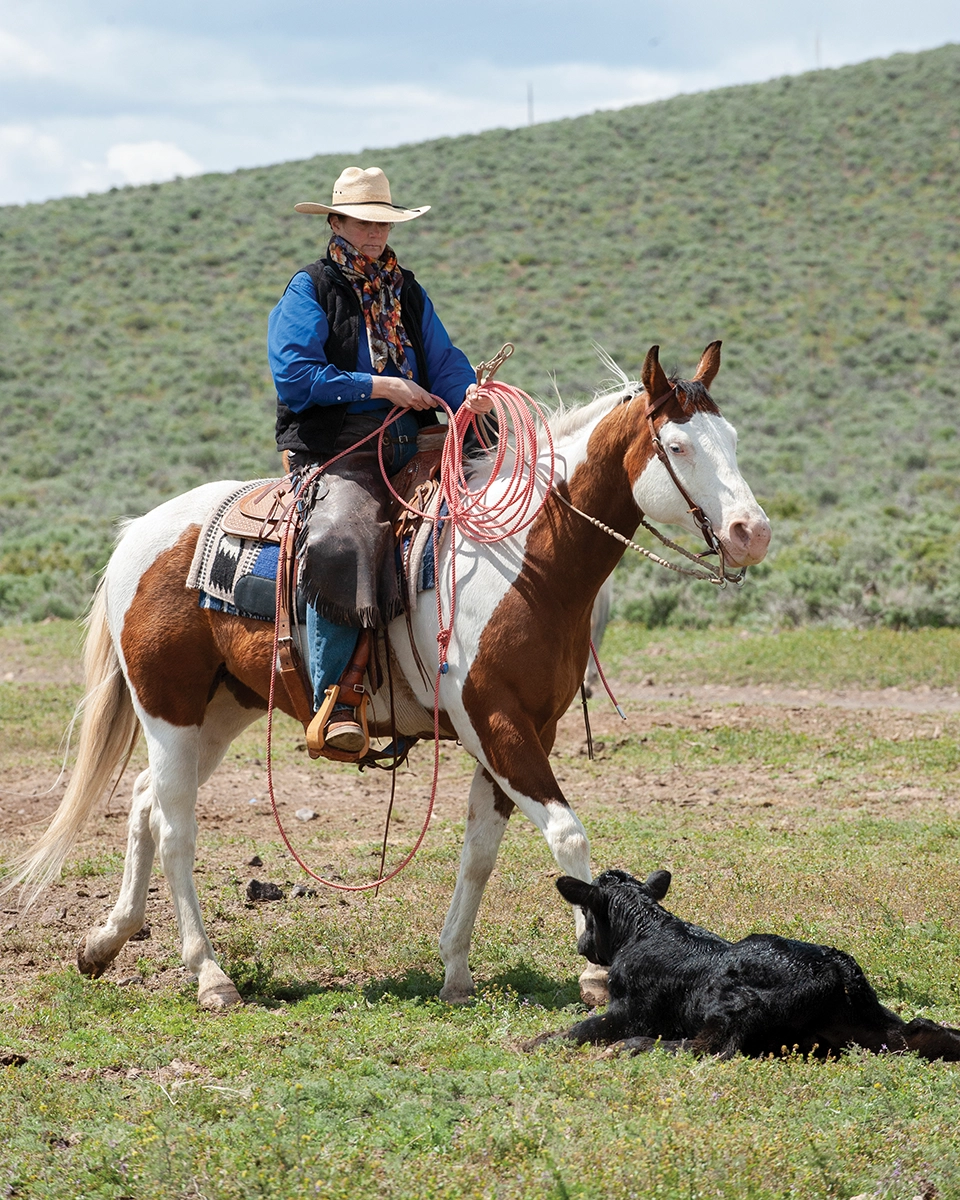 A cowboy riding up to a calf.