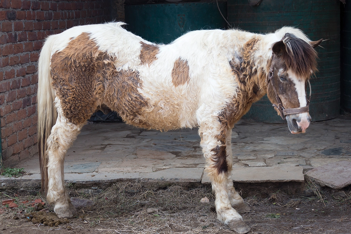 A small horse with PPID.