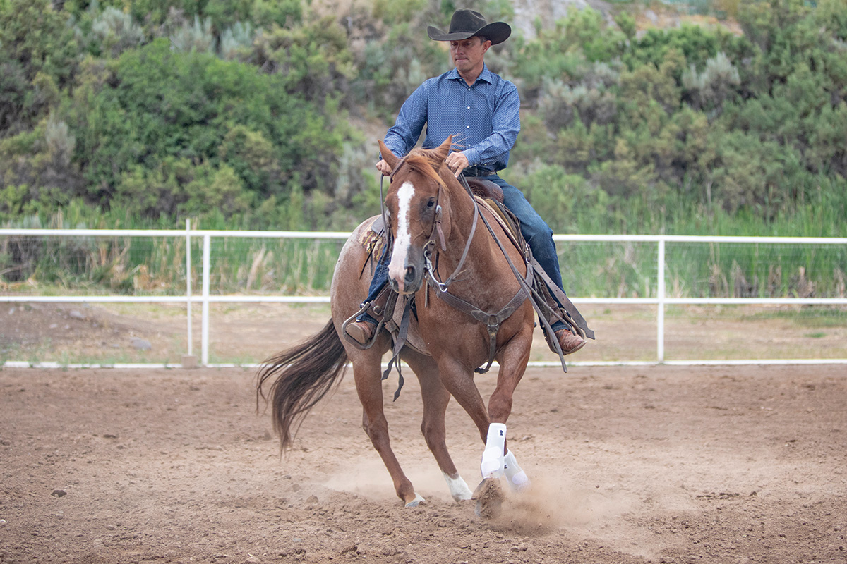 A western trainer spins a red roan
