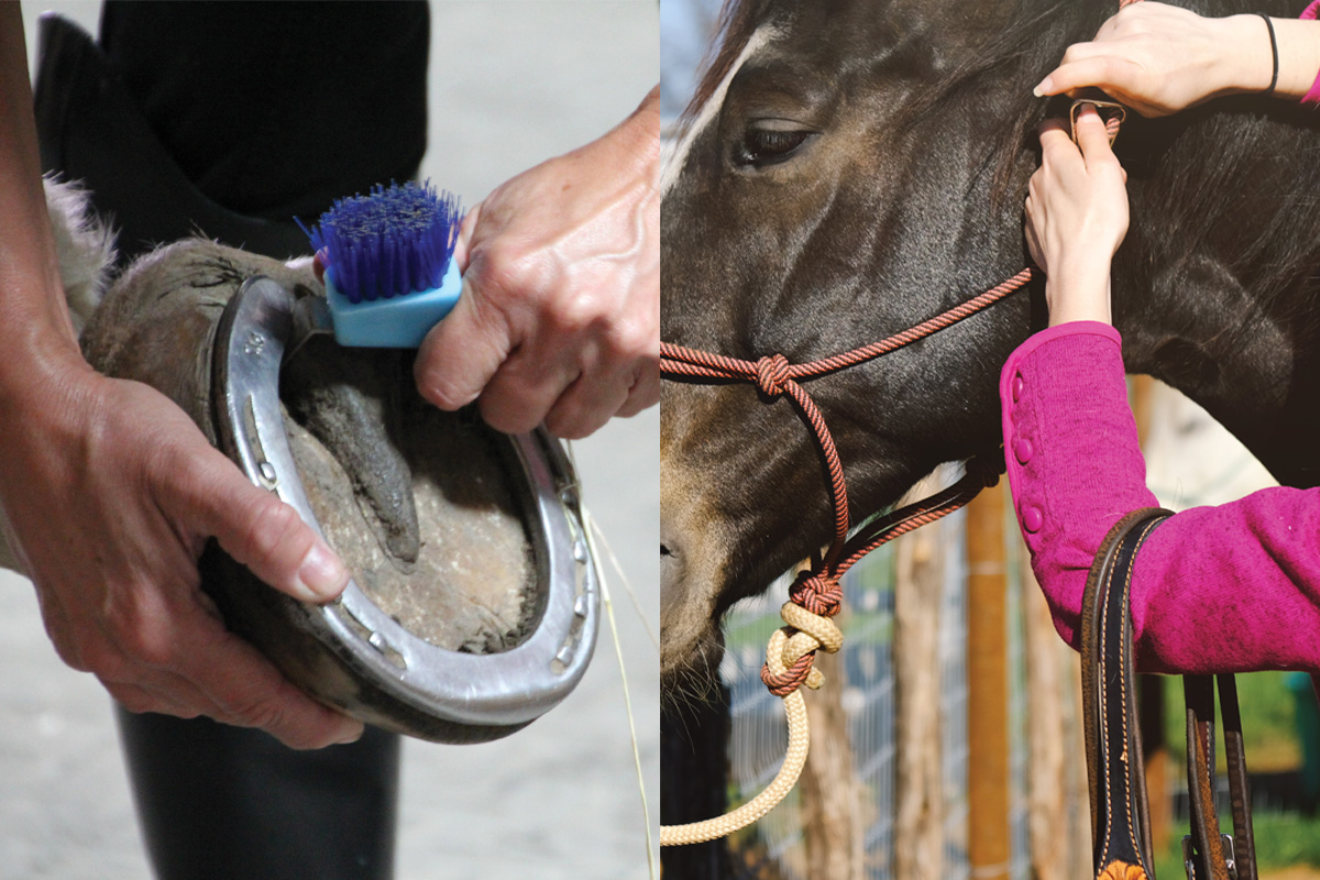 A horse getting its foot picked out and a horse getting haltered