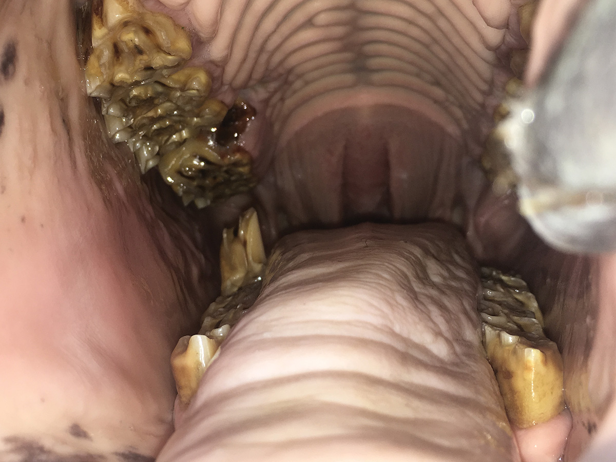 Inside of a senior horse's mouth during a dental exam