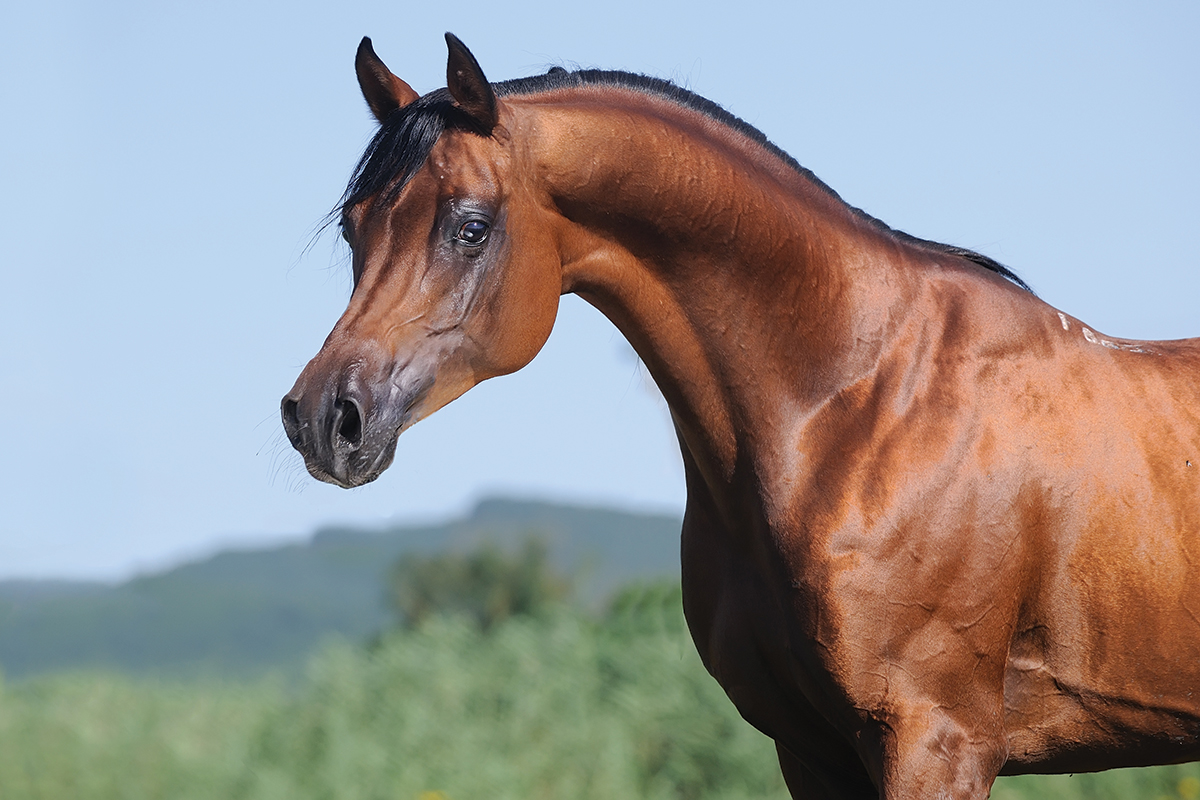 Arabian horse