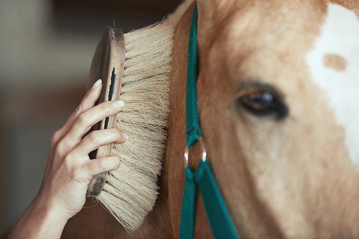 self care horses