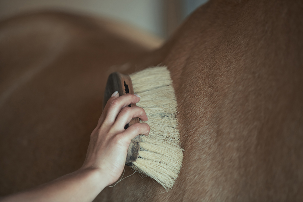 brushing horse hates being groomed