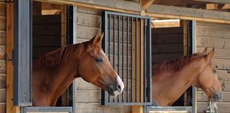 equine legal issues