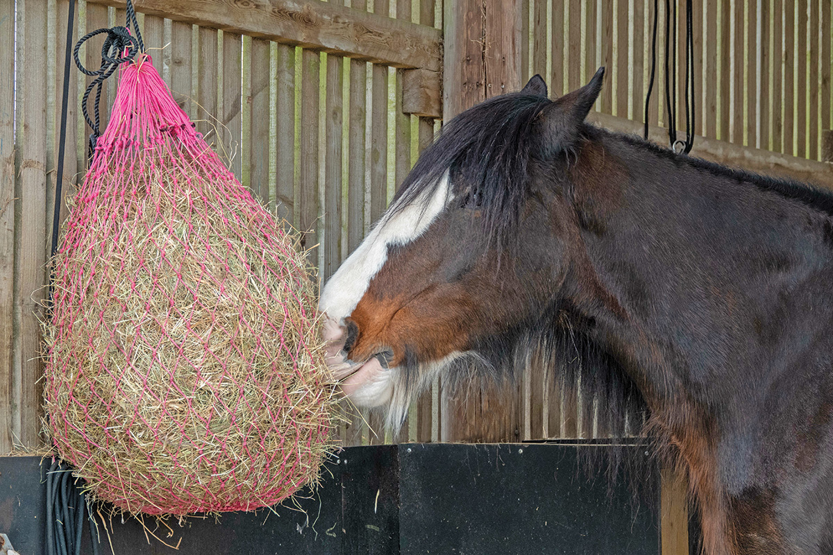 A Clydesdale eating from a hay bag to combat stall boredom.